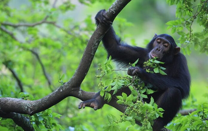 Gombe Chimpanzees